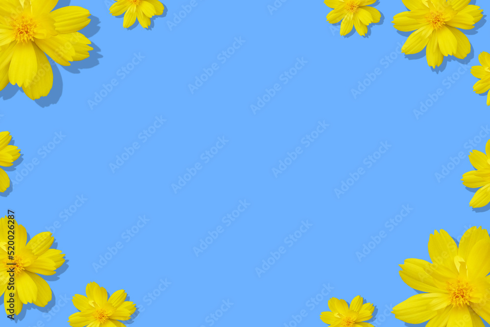 Yellow flowers are arranged frame brush on blue background Yellow flowers are arranged frame brush on blue background