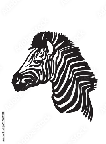 Vector portrait of zebra isolated on white head of zebra