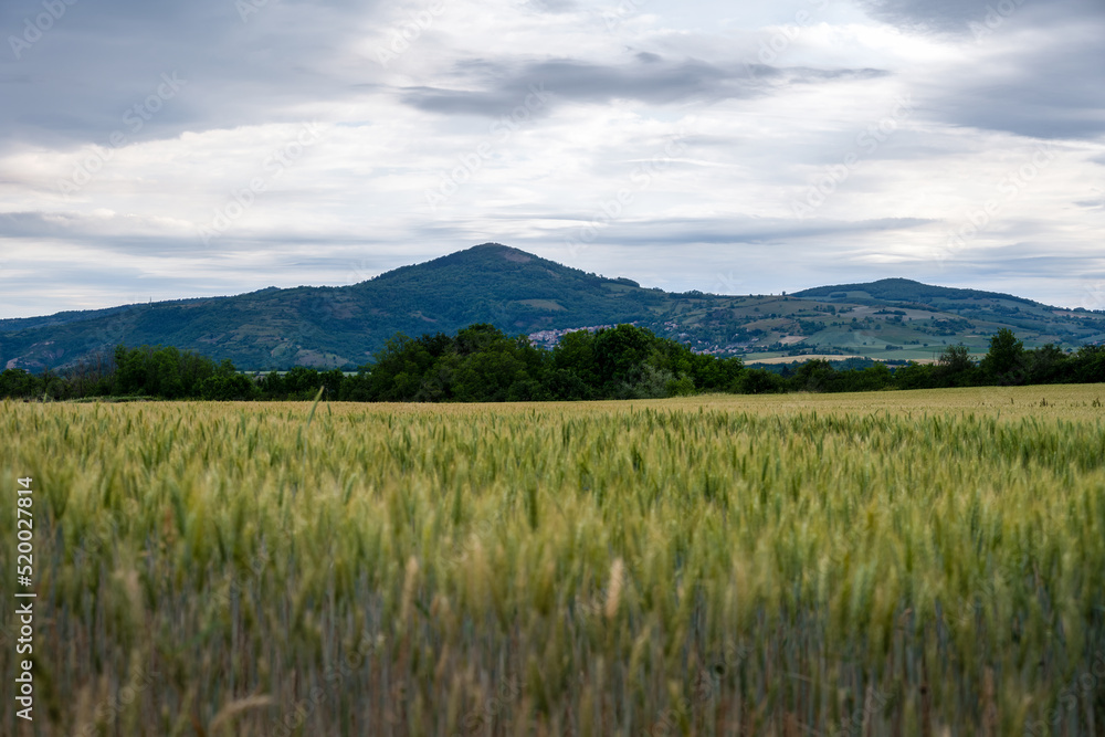View of the mountains in spring in Auvergne, France, from a cereal field View of the mountains in spring in Auvergne, France, from a cereal field
