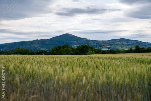 View of the mountains in spring in Auvergne, France, from a cereal field