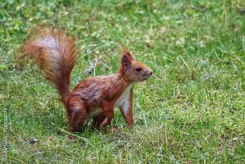 Red squirrel reaching towards a treat, close up photo