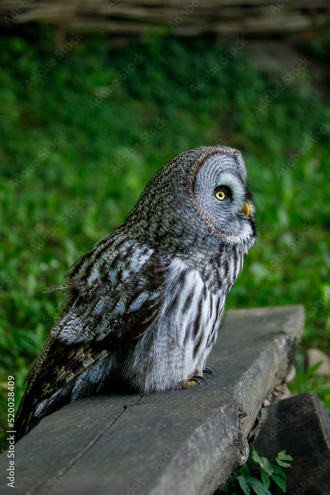 Fototapeta premium A great grey owl