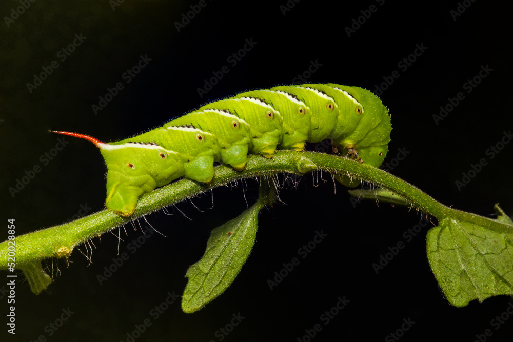 Tomato Hornworm Caterpillar On a leaf