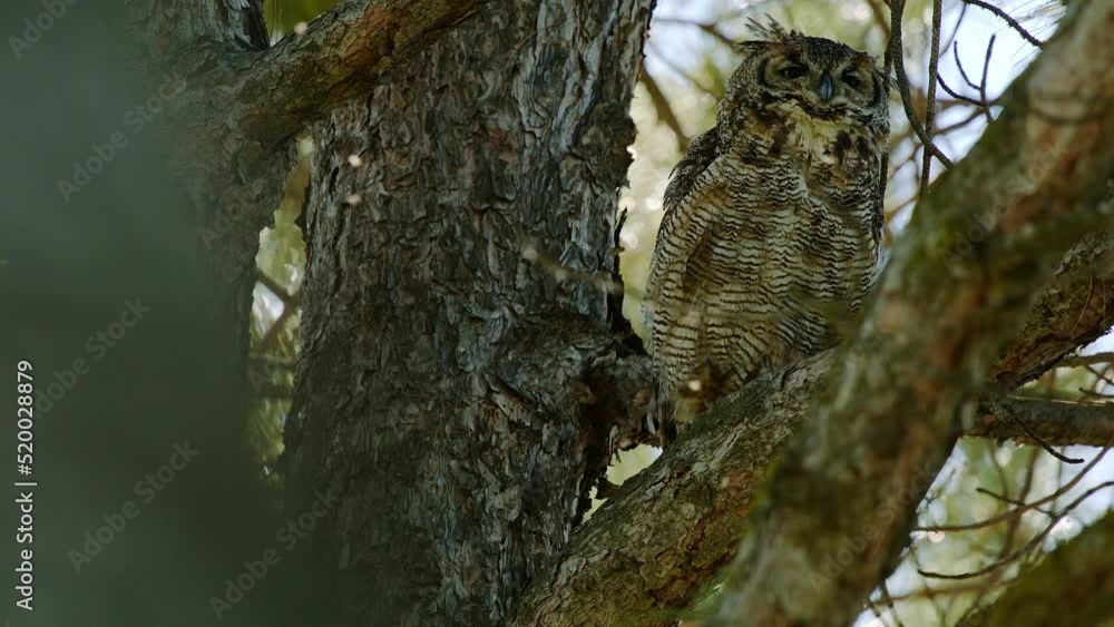 Great Horned Owl and her Chicks in Tree Great Horned Owl and her Chicks in Tree
