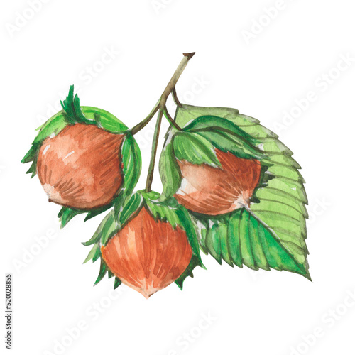 Watercolor branch of hazel tree with hazelnuts. Botanical fall illustration isolated on white.