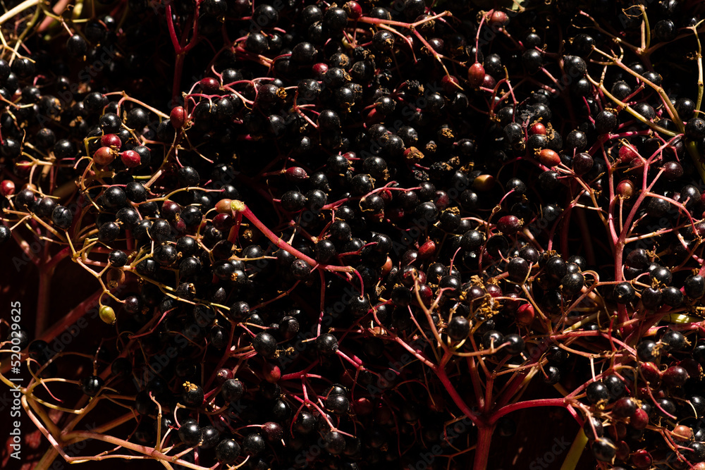 Naklejka premium Closeup shot of Sambucus Nigra or elderberry berries harvested during summer.