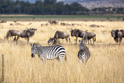 Two zebra and a small herd of wildebeest in the grasslands of the Masai Mara  Kenya. The herds travel into the Mara during the annual great migration  in search of fresh grazing land