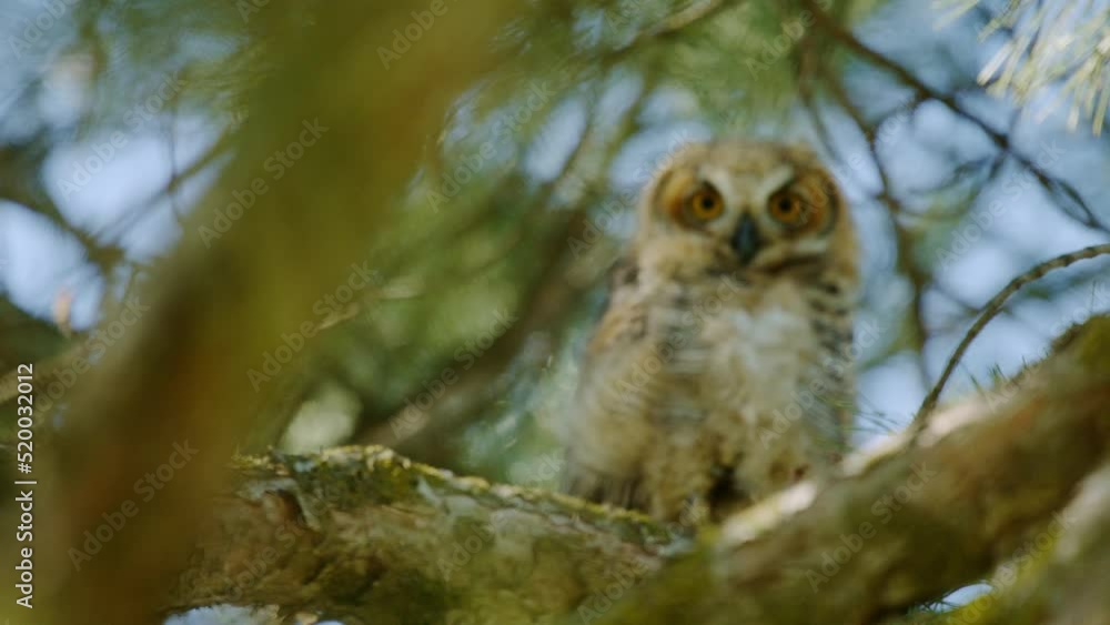 Great Horned Owl and her Chicks in Tree Great Horned Owl and her Chicks in Tree