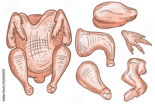 Vector drawing, sketch of poultry products. Chicken parts, leg. Poultry business. color sketch. Raw poultry meat