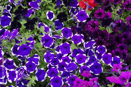 purple flowers petynia 