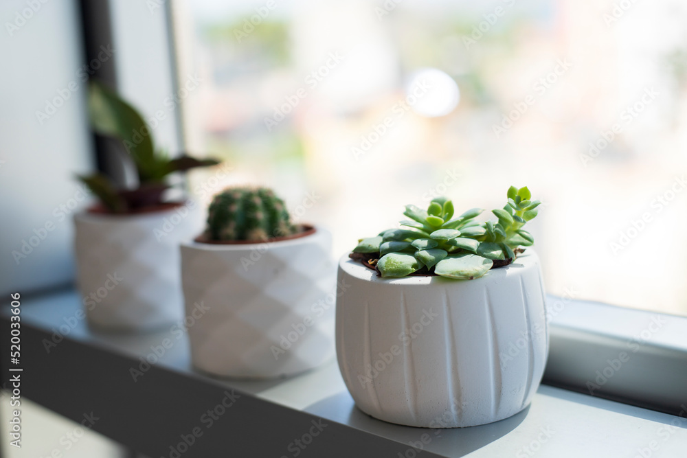 household aromatic and plants succulents in pot on the window. Succulents in a white mini pots home decorative ideas.