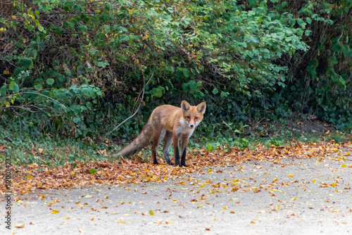 Fuchs in der Stadt