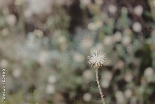 closeup dandelion flower