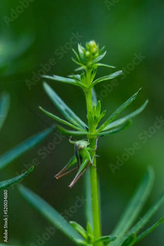 A green grasshopper hid behind a green blade of grass, Galium Parisiense