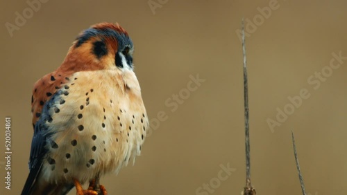 Kestrel