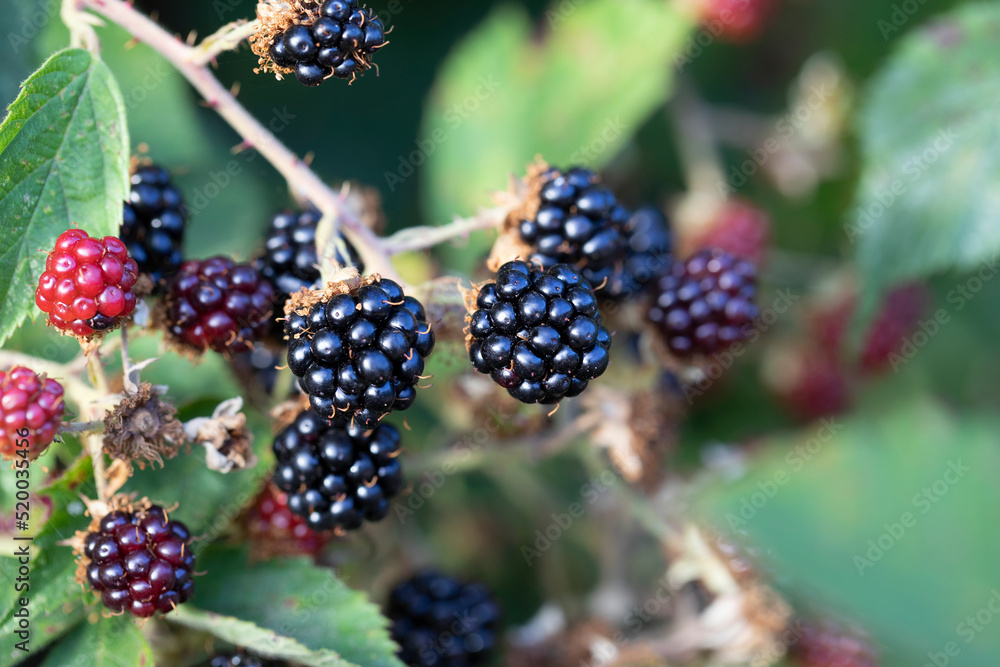 RIPENING BLACKBERRIES ON STEM GREEN LEAVES IN BACKGROUND ,VITAMINS, FREE FOOD,FORAGING, RIPENING BLACKBERRIES ON STEM GREEN LEAVES IN BACKGROUND ,VITAMINS, FREE FOOD,FORAGING,