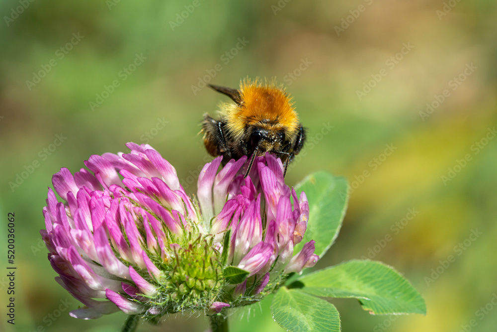 bourdon des champs