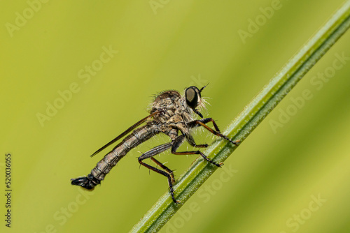 mouche à toison photo