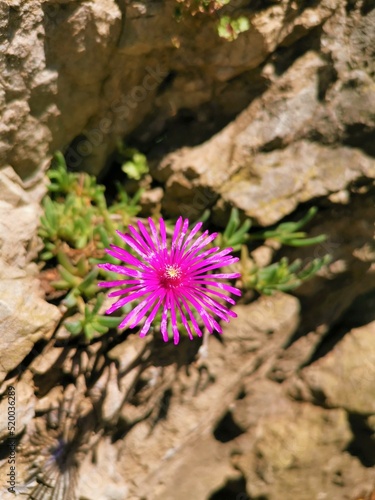 Violette Blume wächst an Steinmauer