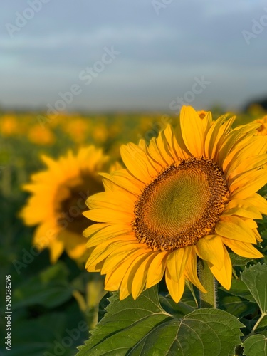 sunflower on a sunny day with a natural background