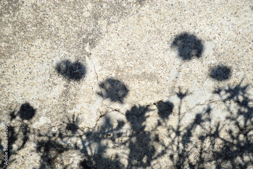 Flower shadows on a cracked cement background