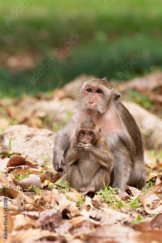 Long tailed macaque mother sitting with her baby © Lucia Tieko