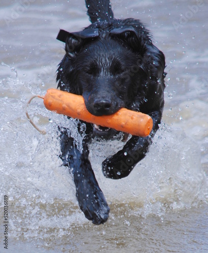 Fotografija Labrador making a water retrieve