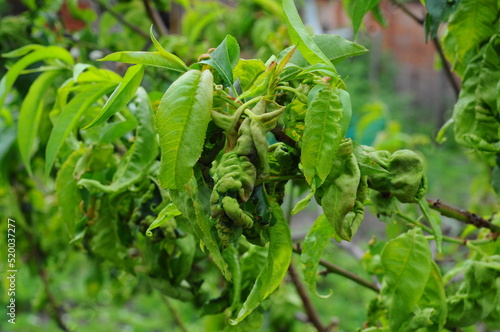 Peach curl is a disease caused by the fungus Taphrina deformance. Twisted young leaves close up photo