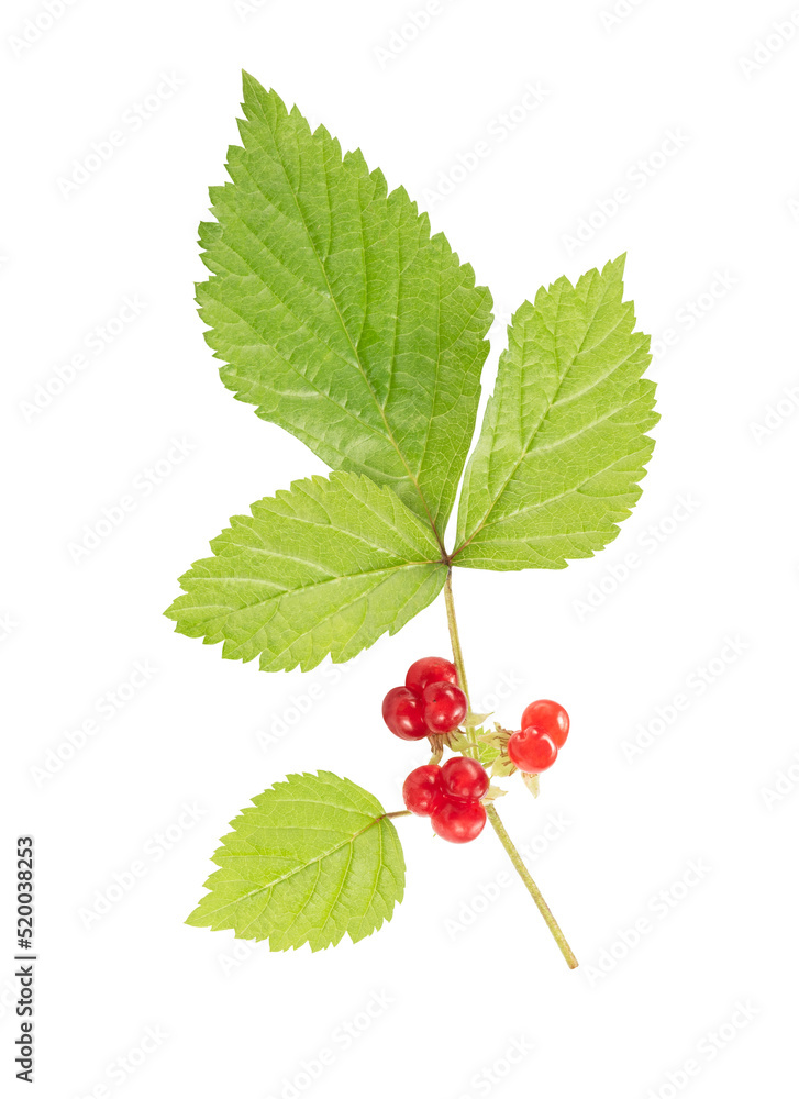 single sprig of stone bramble isolated on white. the entire image in sharpness. single sprig of stone bramble isolated on white. the entire image in sharpness.