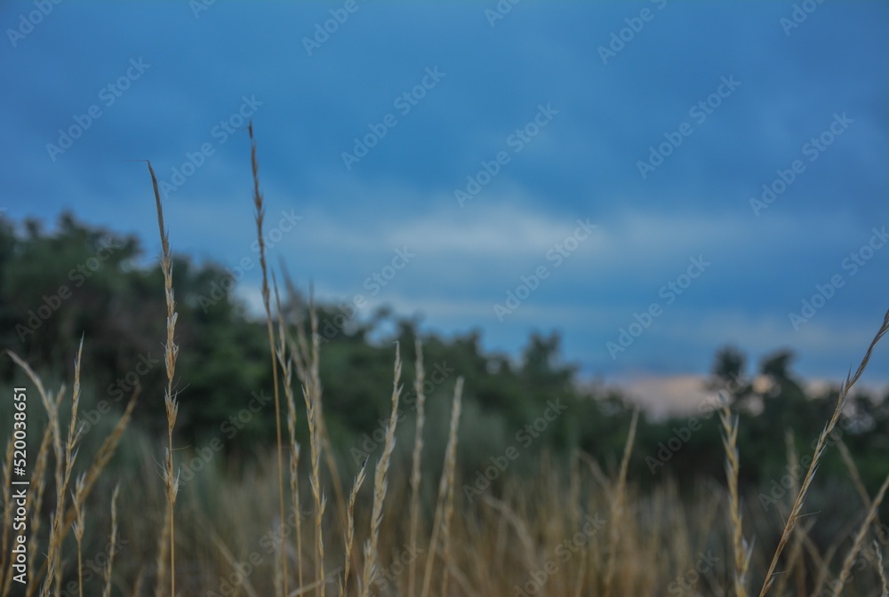 Fototapeta premium Natural