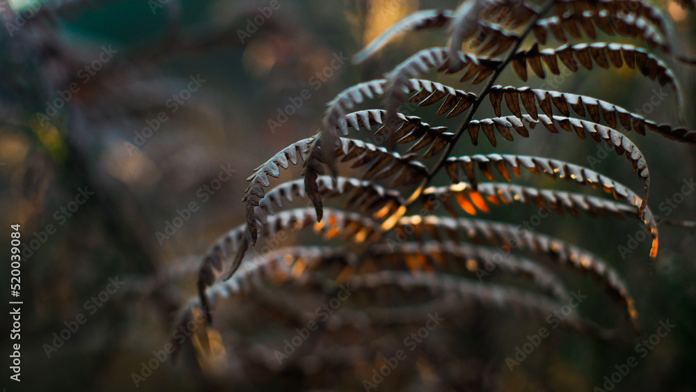 Macro de feuilles de fougère sauvages, photographiées en automne dans la forêt des Landes de Gascogne Macro de feuilles de fougère sauvages, photographiées en automne dans la forêt des Landes de Gascogne