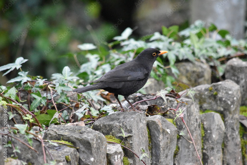 Fototapeta premium common blackbird (Turdus merula) true thrush, Kilkenny, Ireland