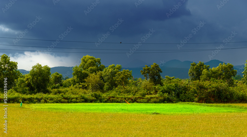 Landscape View of Agricultural Fields in Monsoon Season.
