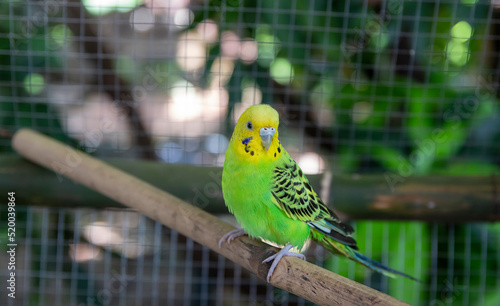Cute green and Yellow budgie, budgie sits on a wooden stick.blur background