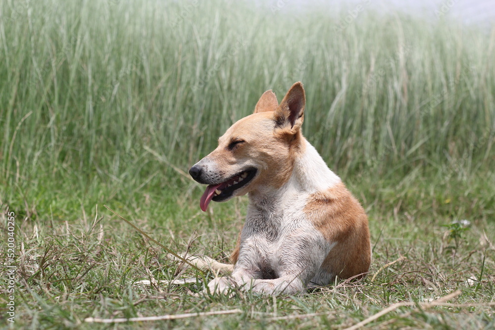 A dog posing in the meadow, Portrait of a dog sitting on the grass