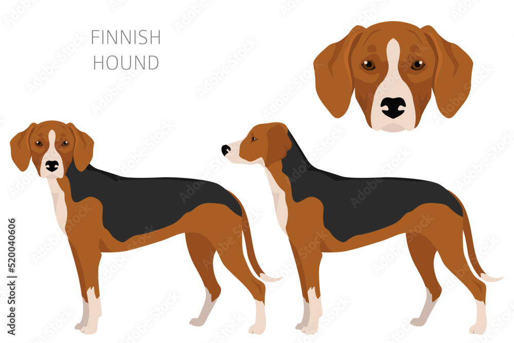 Finnish Hound clipart. Different coat colors set