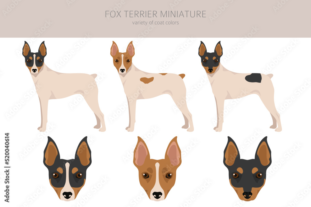 Fox Terrier miniature clipart. Different coat colors set