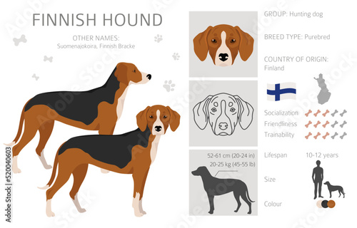 Finnish Hound clipart. Different coat colors set