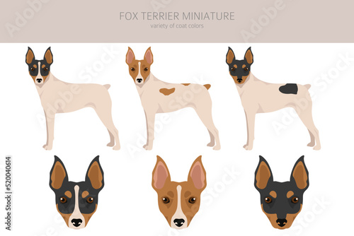 Fox Terrier miniature clipart. Different coat colors set