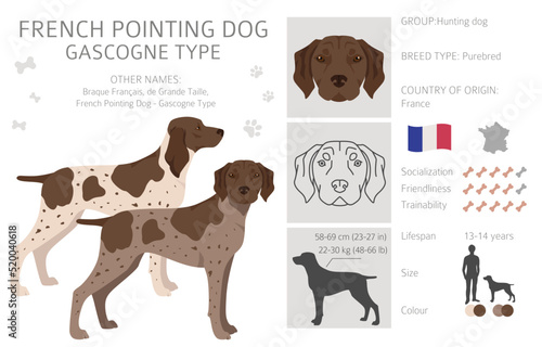 French pointing dog, Gascogne type clipart. Different poses, coat colors set photo