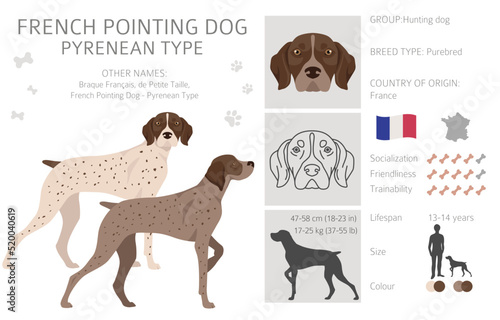 French pointing dog, Pyrenean type clipart. Different poses, coat colors set