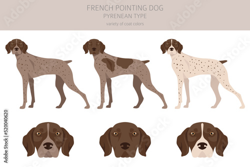 French pointing dog, Pyrenean type clipart. Different poses, coat colors set