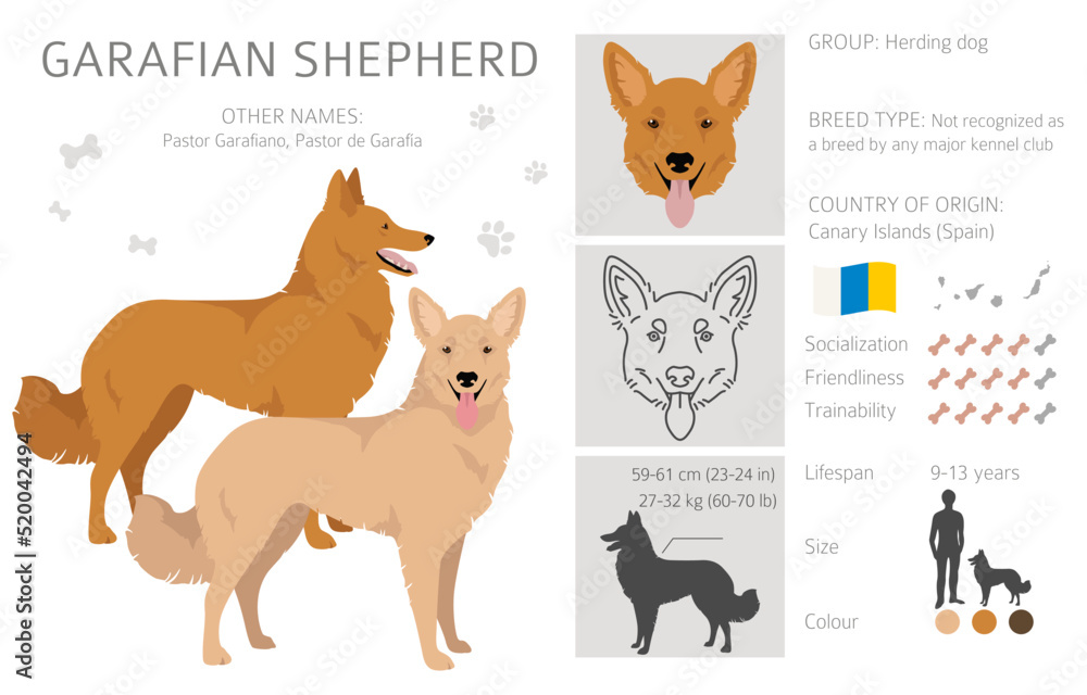 Garafian Shepherd clipart. Different coat colors set Garafian Shepherd clipart. Different coat colors set