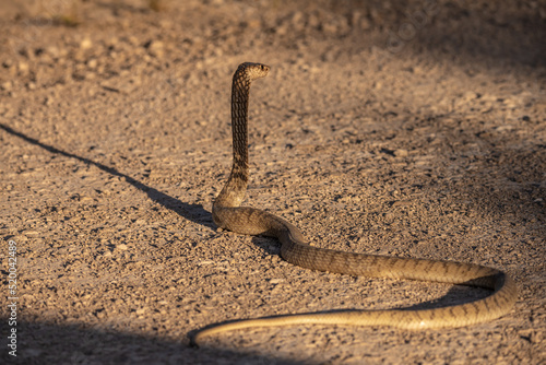 Kobra in Etosha National Park, Namibia