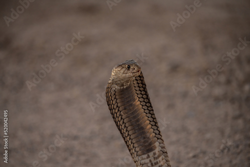 Kobra in Etosha National Park, Namibia