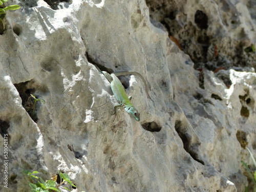 Lizard on a rock