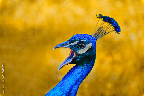 Foto Blue and vibrance peafowl with yellow background squawking