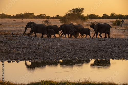Elephants at sunset in Etosha National Park  Namibia
