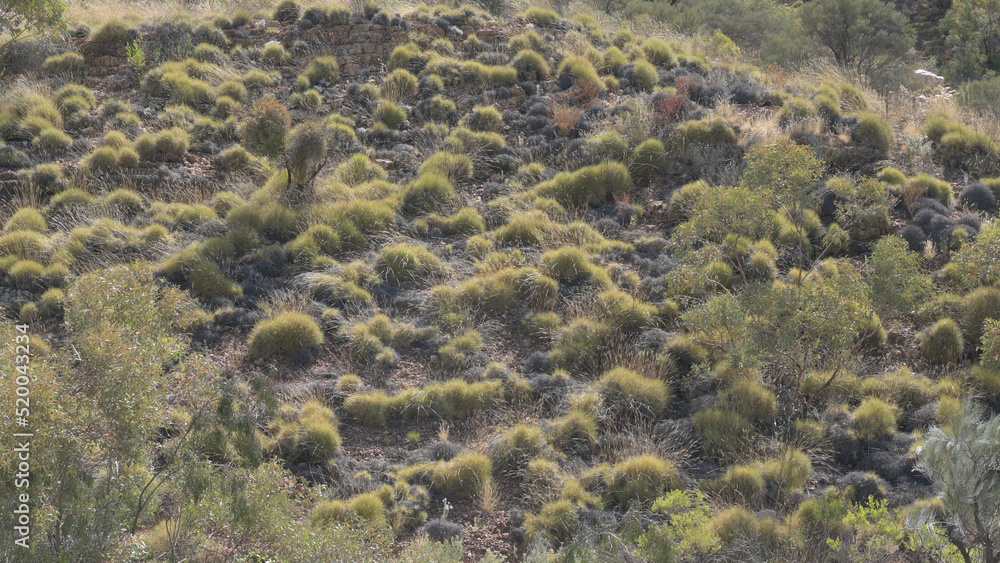hillside covered with spinifex