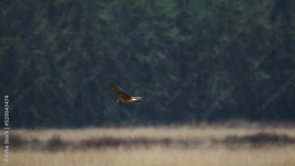 Northern Harrier (Hawk) Hunting